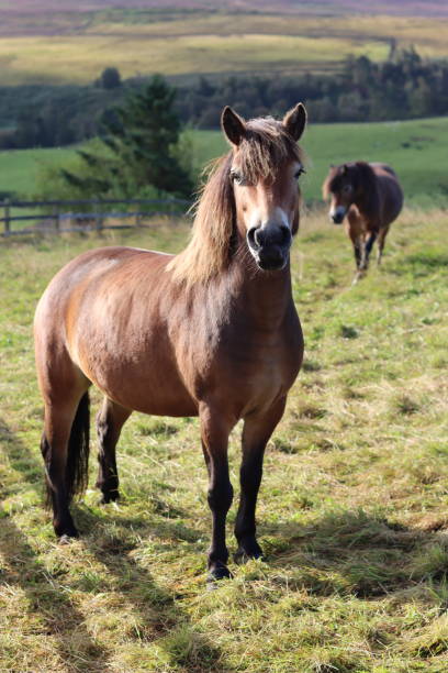 istock Exmoor pony standing in a field in summer sunshine 2186470556