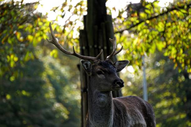 istock Majestic deer in sunlit forest 2186471932