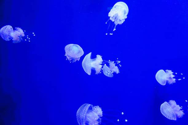 istock Jellyfish in a vibrant blue aquarium. 2186471963