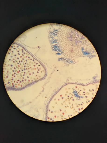 istock Microscopic view of plant cells 2186474884