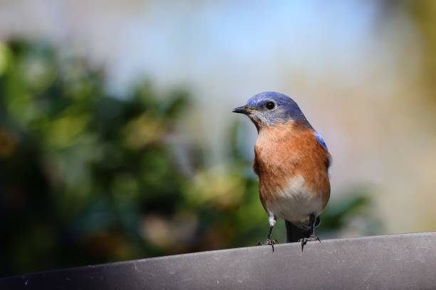 istock Eastern Bluebird Perched on Metal 2186475474