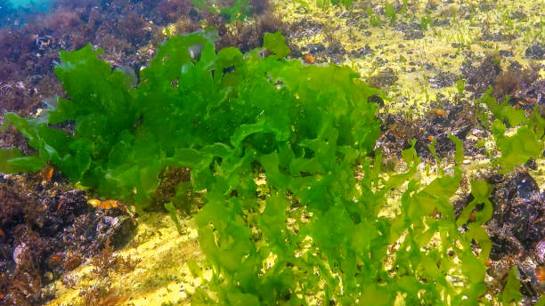 istock Underwater view of algae in the Black Sea, green algae Ulva and Enteromorpha on rocks at shallow depths 2186479707