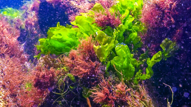 istock Underwater view of algae in the Black Sea, green algae Ulva and Enteromorpha on rocks at shallow depths 2186479715