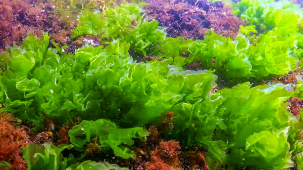 istock Underwater view of algae in the Black Sea, green algae Ulva and Enteromorpha on rocks at shallow depths 2186479745