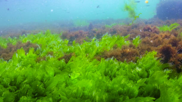 istock Underwater view of algae in the Black Sea, green algae Ulva and Enteromorpha on rocks at shallow depths 2186479747