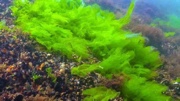 istock Underwater view of algae in the Black Sea, green algae Ulva and Enteromorpha on rocks at shallow depths 2186479749