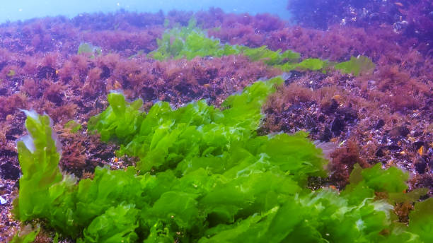 istock Underwater view of algae in the Black Sea, green algae Ulva and Enteromorpha on rocks at shallow depths 2186479753