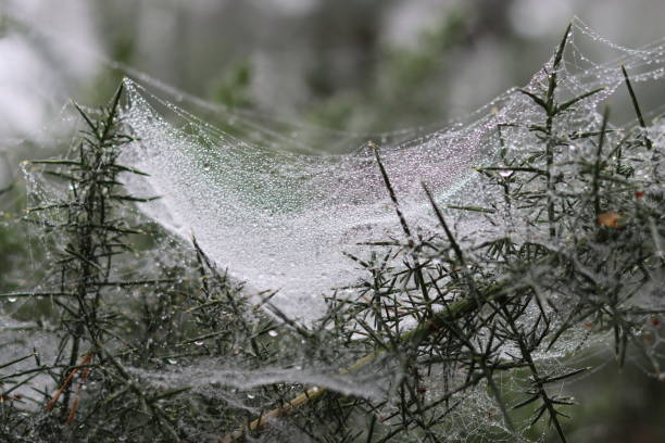 istock Cobwebs on a conifer tree in a misty woodland 2186480361