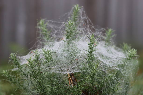 Cobwebs on a conifer tree in a misty woodland
