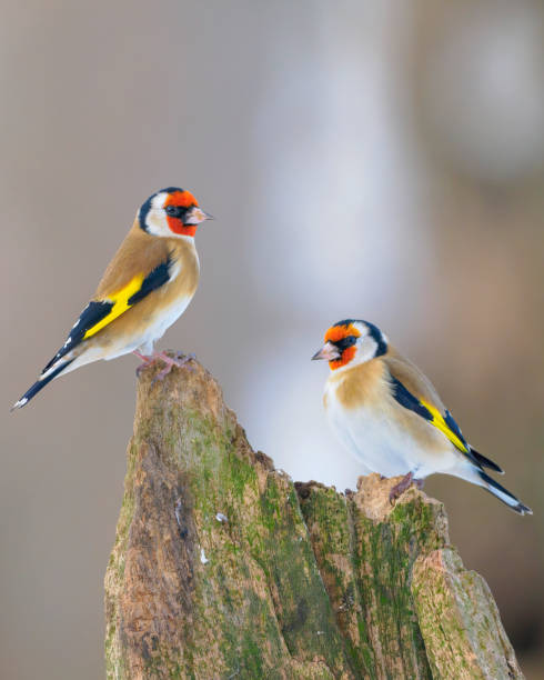 istock Pair of Goldfinches (Carduelis carduelis), Scotland 2186480874