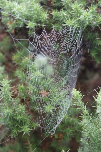 istock Cobwebs on a conifer tree in a misty woodland 2186480921