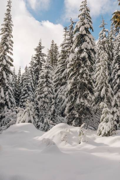 istock Snow covered trees in the mountains on day with blue sky 2186481015