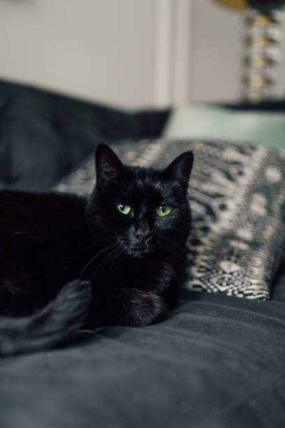 istock cute black cat with green eyes looking at camera 2186481027