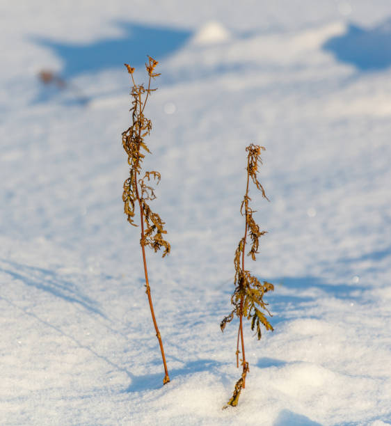 istock Two dead plants are standing in the snow 2186481141