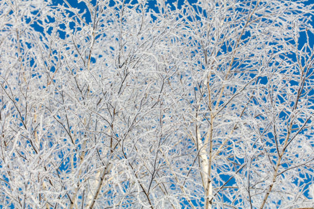 A tree with a lot of snow on it is in front of a blue sky. The tree is tall and has a lot of branches. The sky is clear and bright, making the tree look even more majestic