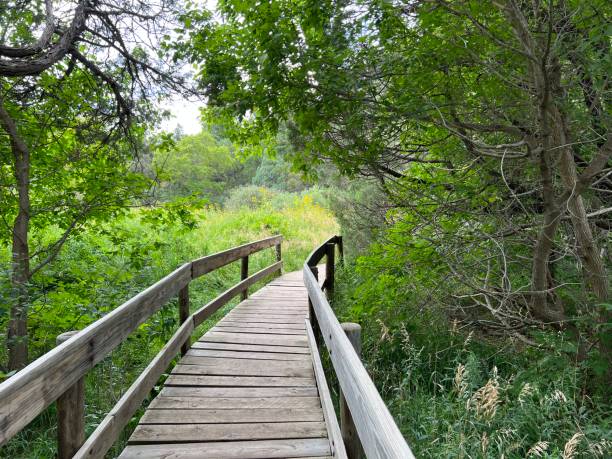 istock wooden footbridge through green forest 2186483178