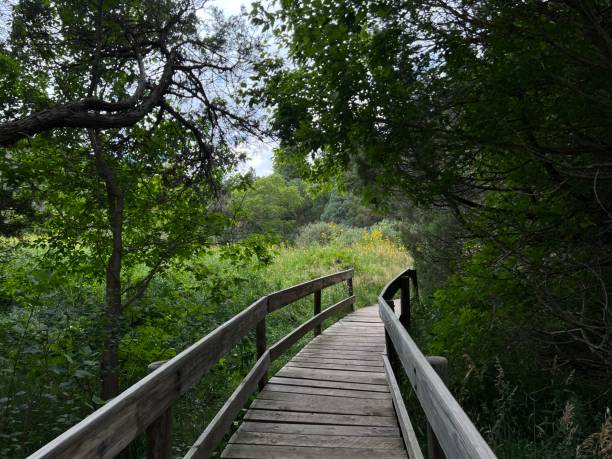 istock wooden walkway through nature 2186483181