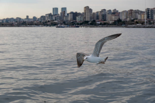 Close-up high-resolution photograph of a seagull in flight along the shores of Istanbul. Captures detailed bird features against the backdrop of Istanbul's skyline and the Bosphorus