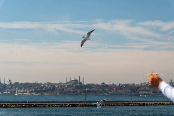 Close up high-resolution photograph of a seagull in flight along the shores of Istanbul. Captures detailed bird features against the backdrop of Istanbul's skyline and the Bosphorus