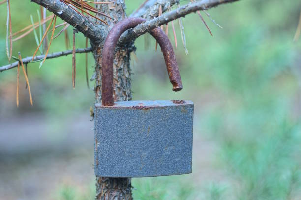 one big old grey open iron padlock with brown rusty shackle hanging on a tree branch on a summer street