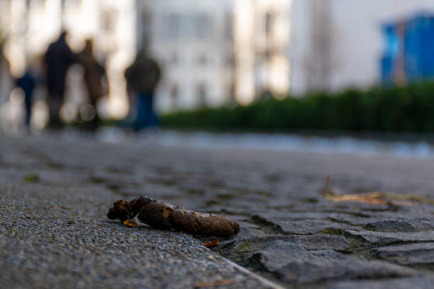 istock Animal dung on a street 2186486066