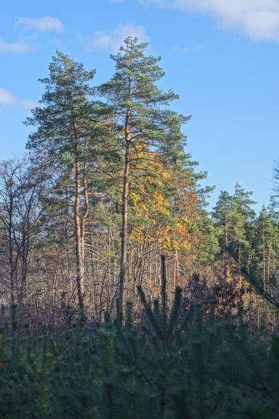 two tall coniferous pine trees in the forest against the blue sky in nature