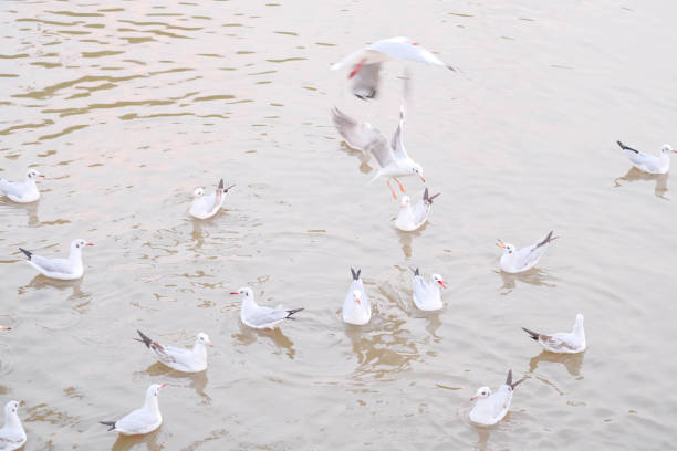A flock of happy seagulls along the shore.