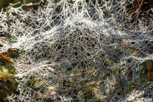 macro photo with wonderful spider webs, close-up view, delicate nature formation, autumn