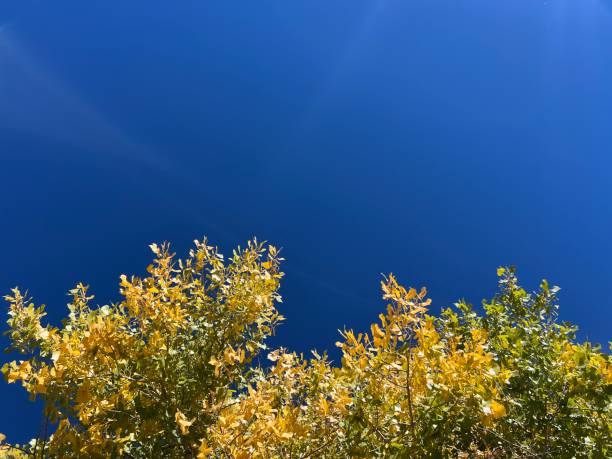 Yellow and green autumn leaves against a vivid blue sky with no clouds. A bright natural scene.