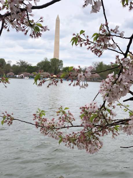 istock Cherry blossom season 2186489544