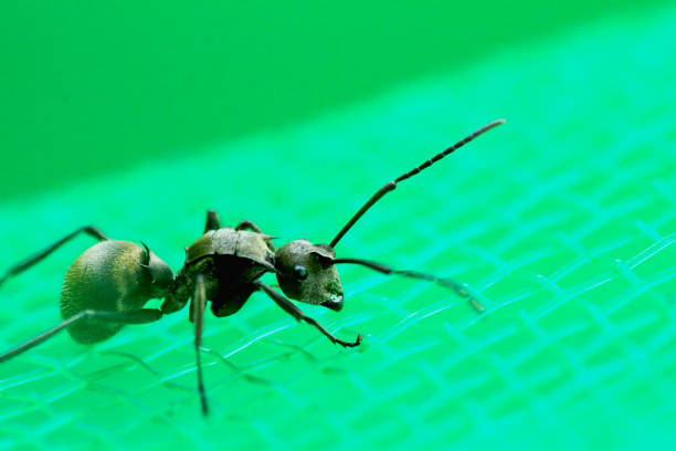 A detailed macro shot of a black wood ant on a green leaf. The ant's intricate body structure and compound eyes are clearly visible. Taiwan.