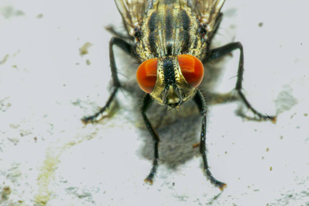 A detailed close-up macro shot displaying the intricate features of a common housefly. The image captures minute details of the fly's compound eyes, delicate wings, and bristly body against a white background.