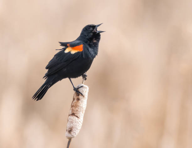 istock Male Red-winged Blackbird perching on cattail and singing 2186492163