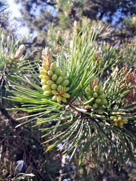 istock evergreen conifer tree branch in a lush park setting 2186493684