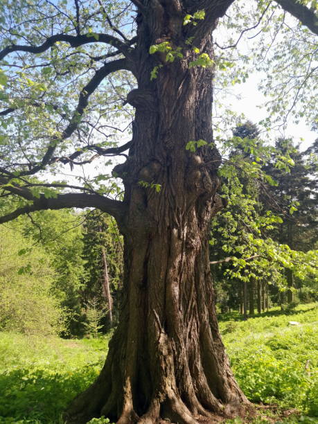 istock rough texture of tree trunk in the forest 2186493790