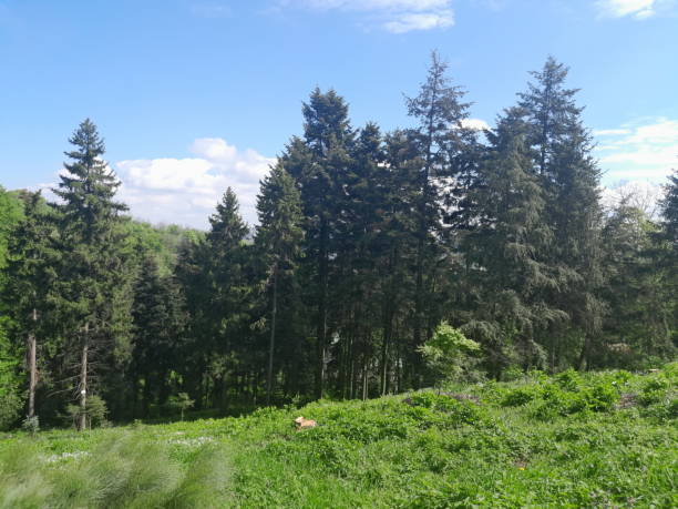istock Beautiful pine forest on blue sky background 2186493794