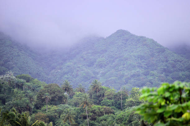 istock Dense tropical forest outside Sandy Bay, Saint Vincent, St Vincent and the Grenadines 2186493955