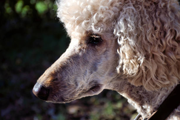 Profile of the head of a standard poodle.