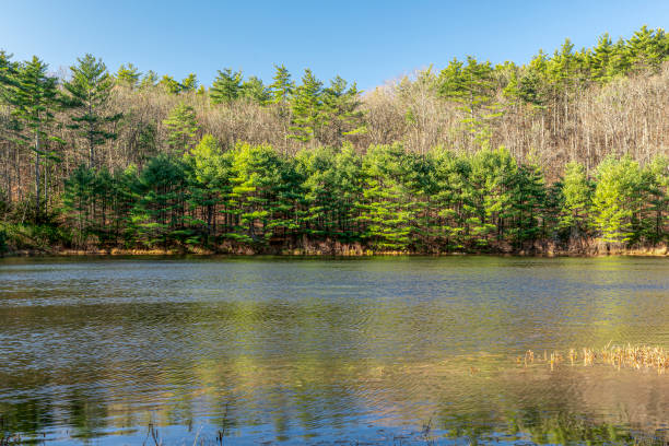 november  afternoon at pearl hill brook pond in pearl hill state park located in townsend massachusetts