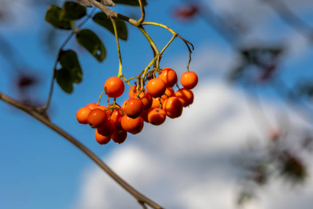 mountain ash or rowan (in german Vogelbeere, Eberesche Vogelbeerbaum) Sorbus aucupari