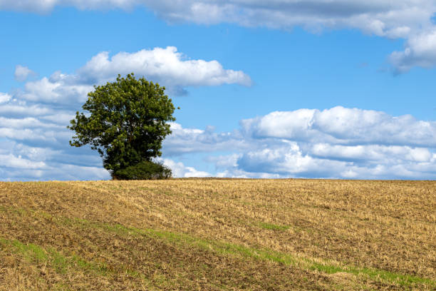 istock A lone tree stands in a field of tall grass 2186498894
