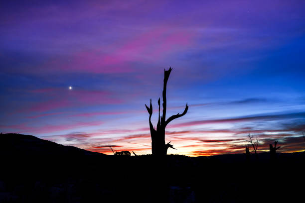 Tree Silhouette with Venus in Sky Landscape Scenic - Silhouetted tree with colorful vibrant sunset afterglow with the planet Venus as the evening star in moody sky.