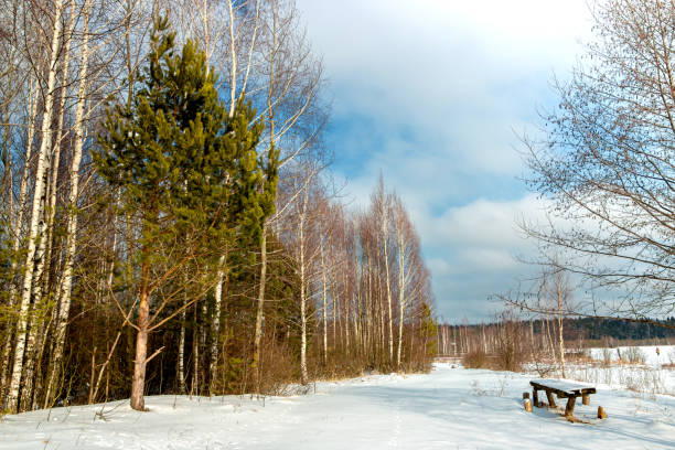 Beautiful winter landscape with white snow, blue sky and trees in Belarus