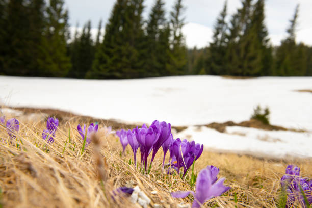 The first spring flowers, snowdrops Alatau saffron a whole meadow of white flowers on a sunny day