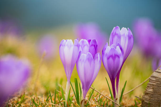 first spring primroses lilac crocuses. Artistic photo, soft focus. Close-up.