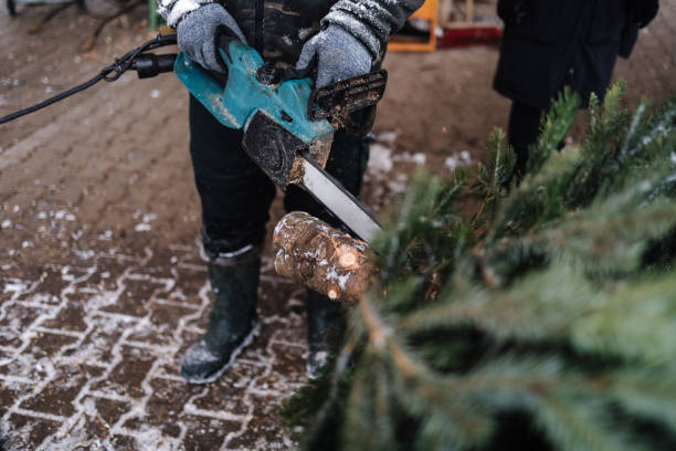 istock Man cuts a part of the trunk from a Christmas tree with a chainsaw 2186500061