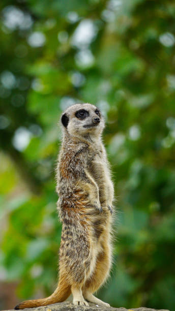 istock A vigilant meerkat standing tall on guard in a zoo enclosure 2186500103