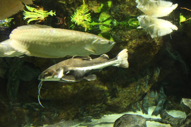 istock Phractocephalus hemioliopterus in aquarium with other fish between rocks and algae 2186500241