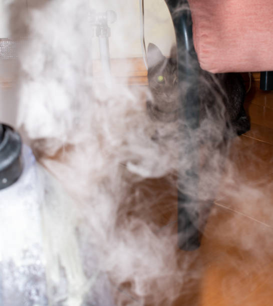 istock Domestic cat playing with smoke in a room. 2186501256