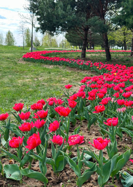 istock field of red tulips 2186501396